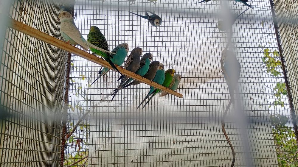 Pavões, patos, gansos,caturras etc