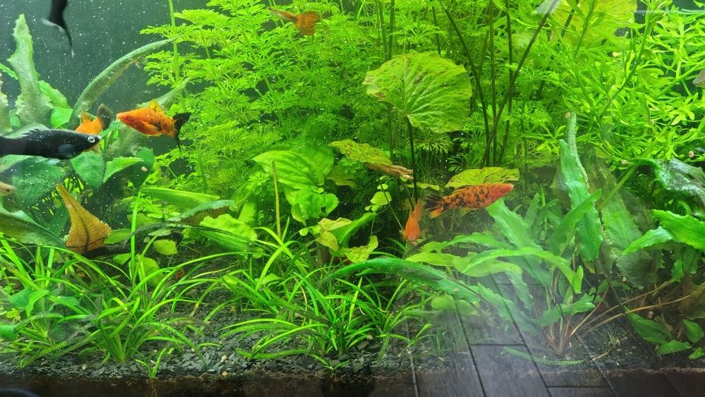 Narybek mieczyka po pięknych rodzicach