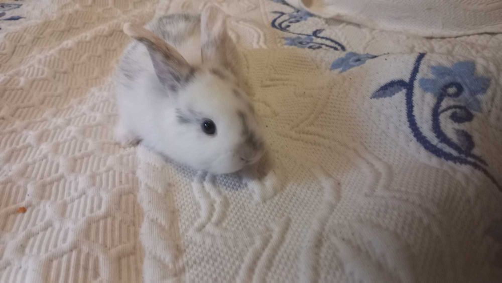 Animais de estimação