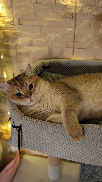 Razer blackshark v2 pro wireless (micro usb)