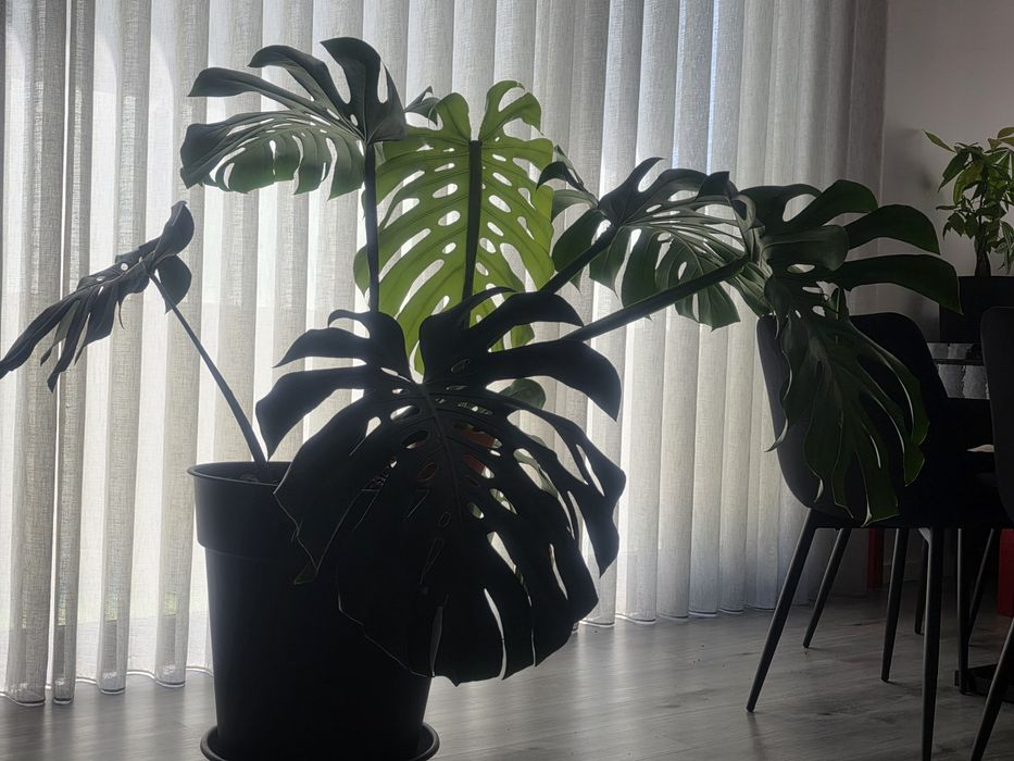 Monstera Deliciosa ( Costela-de-Adão ) grande com vaso incluído - planta de interior
