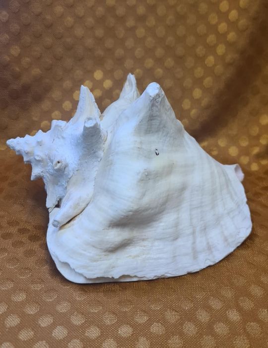 Naturalna duża muszla