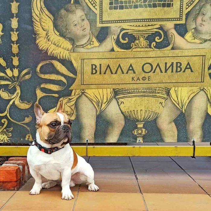 Французский бульдог. Красавчик ищет невесту. Вязка