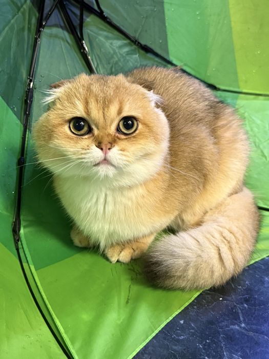 Золота Шиншила, хлопчик фолдік, 3 місяці