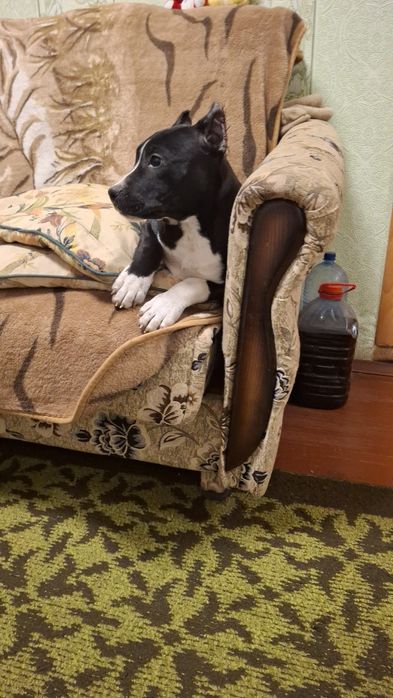 Чёрная девочка Амстаф