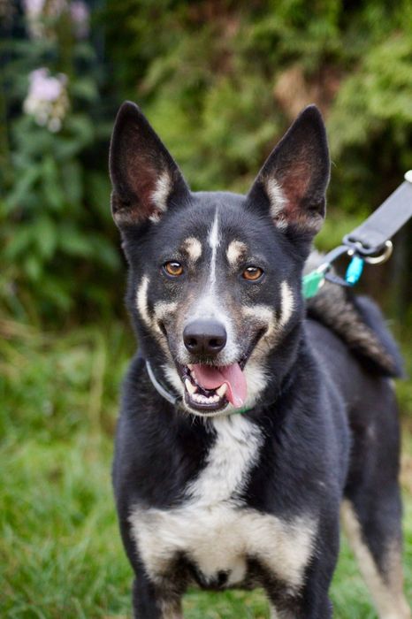 Kto pokocha dorosłego psa? Uroczy mix łajka szuka domu