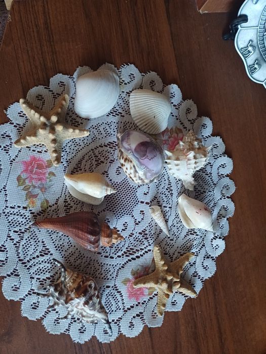 Продам  недорого  ракушки в аквариум