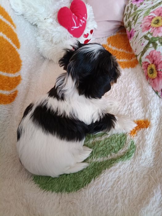 Biewer Yorkshire Terrier ZkwP FCI