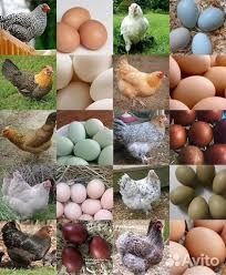 Продам курей несушок! Доставка безкоштовна! Сквира