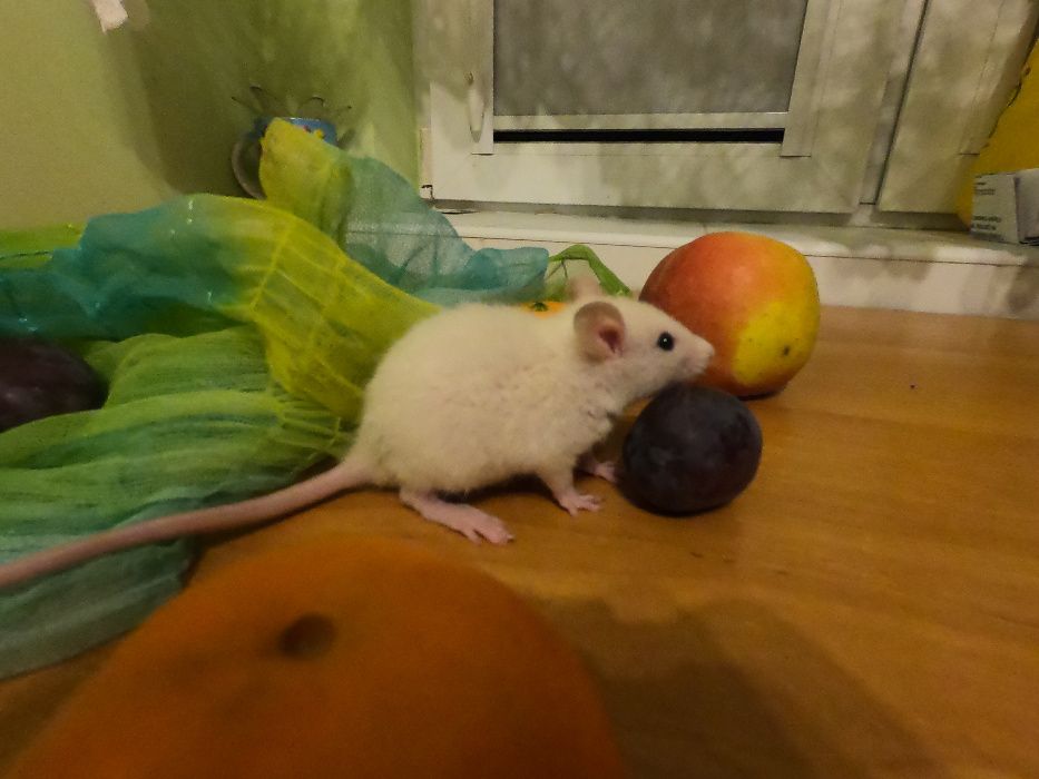 Szczury szczurki REX i DUMBO REX