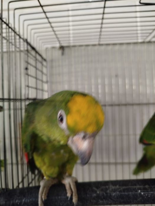 Amazona ochrocephala