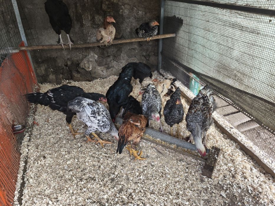 Galinhas de várias Raças