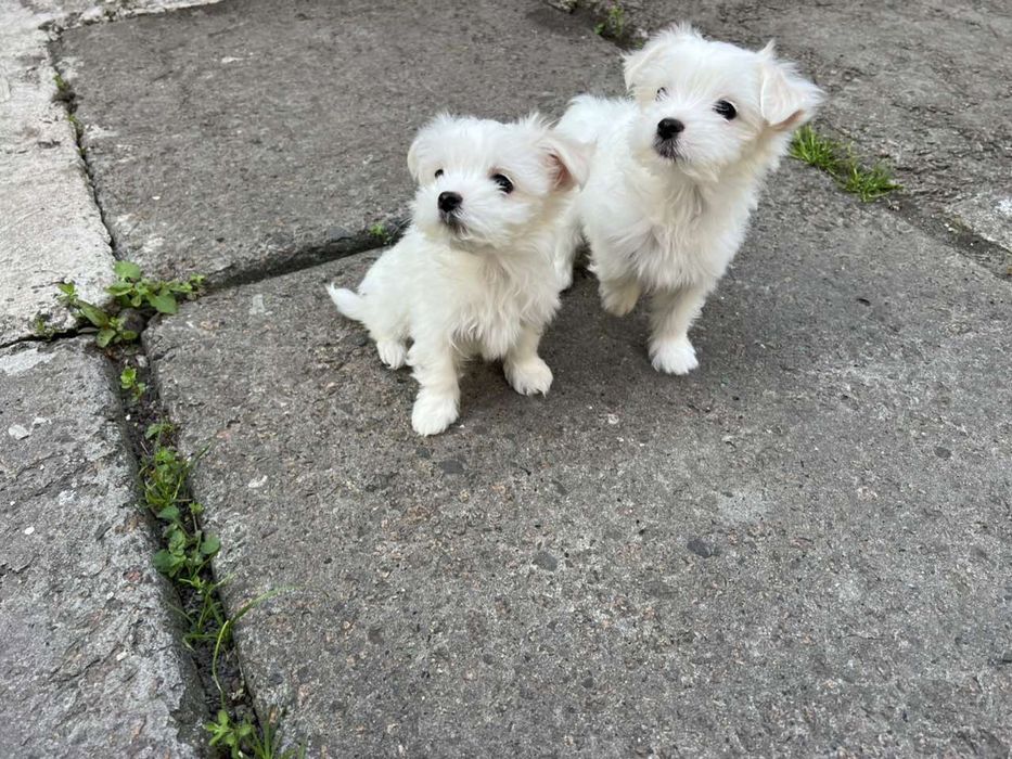 Мальтійська болонка. Мальтезе