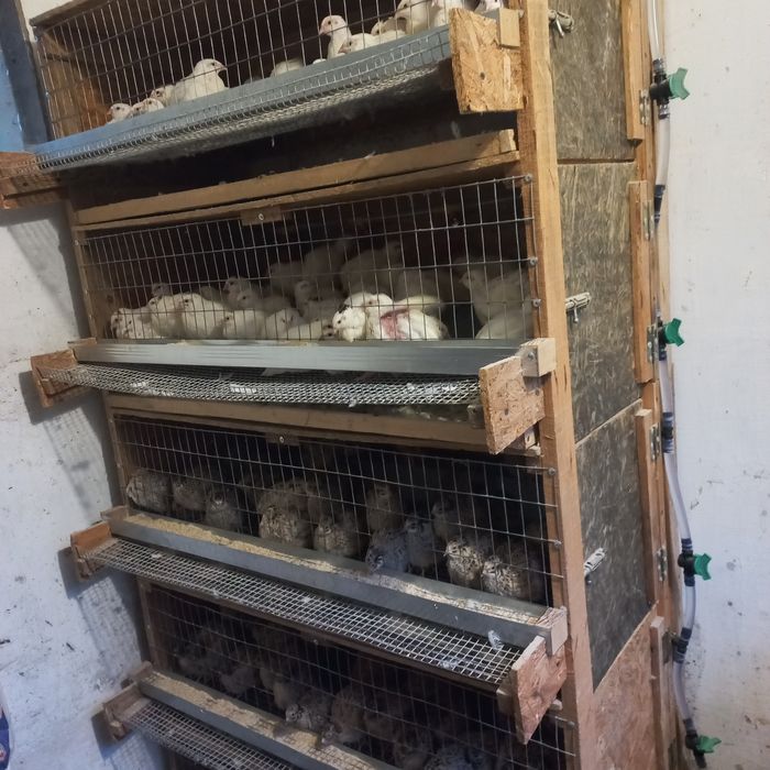 Перепілки добові, підрощені