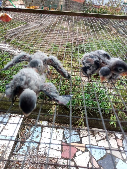 Agapornis p/criar à mão