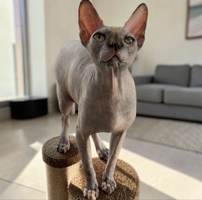 Gatinha Sphynx com um ano e meio
