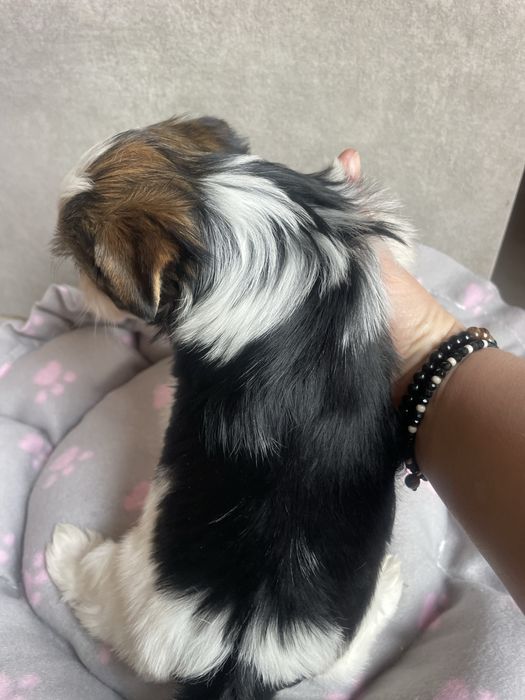 Flapi Tricolor Yorkshire Terrier piesek