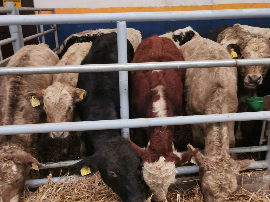 Odsadki mięsne limuse Angus hereford simental szarolez