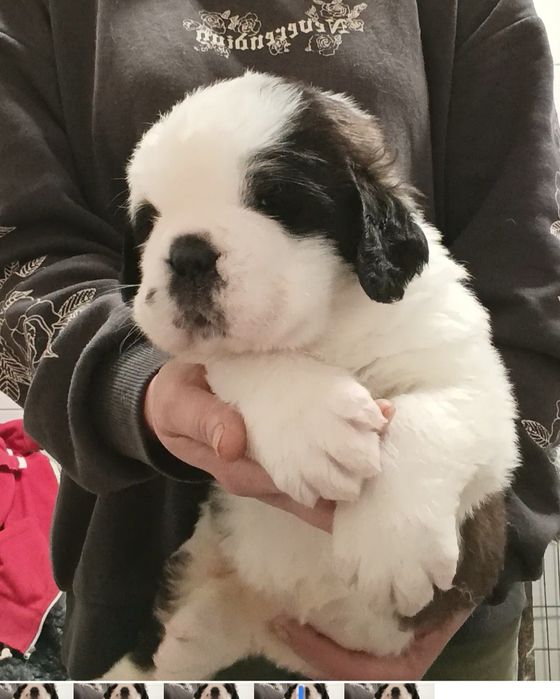 Bernardyn długowłosy suczka ZKwP FCI