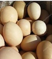 Інкубаційне яйце