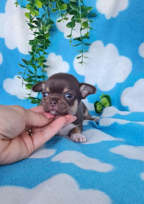 Excecional menina mini Chihuahua/Chiuaua. LinhagemRussa de Qualidade