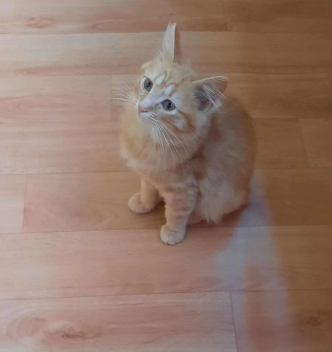 Гарні кошенята для вас і для родини.