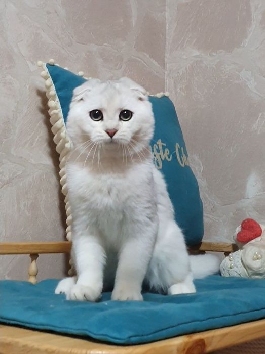 ручний ніжний шотландець висловухий срібляста шиншила