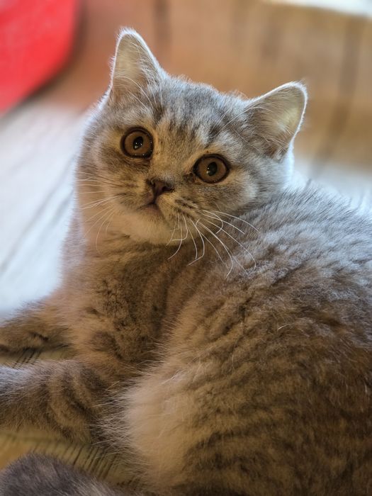 Kotka BRYTYJSKA kot z rodowodem do odbioru gotowaDzień dobry, 

OGŁOSZ