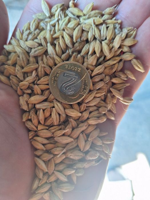 Jęczmień ozimy Sandra