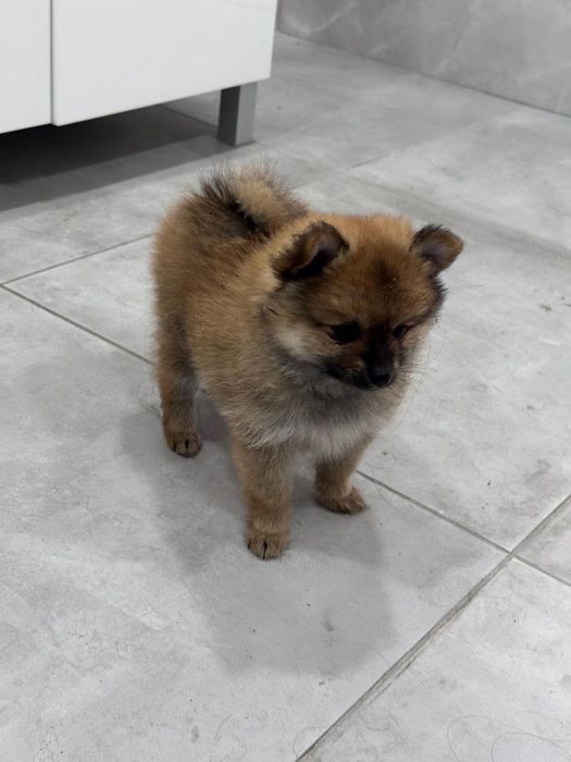 Spitz alemão macho  anão