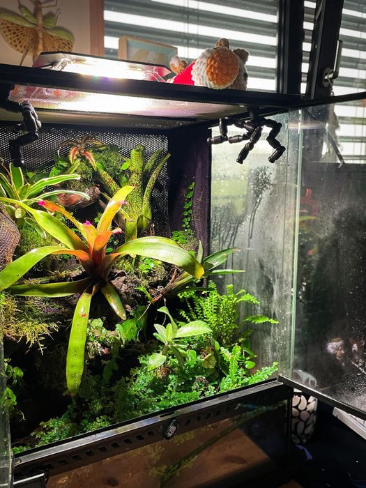 Terrarium NA ZAMÓWIENIE dla gekona, pająka, żab i inne