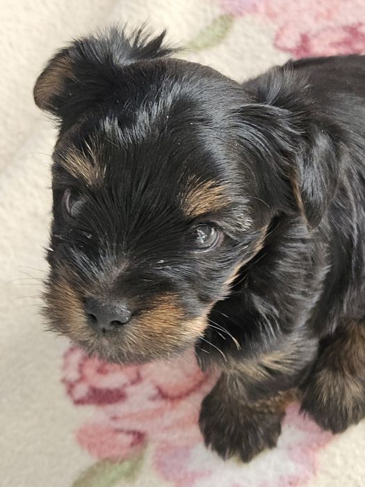 Yorkshire Terrier suczka