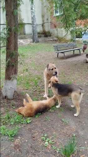 щенки девочки ищут дом