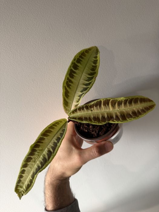Labisia Jabi, Pumila e SP Riau