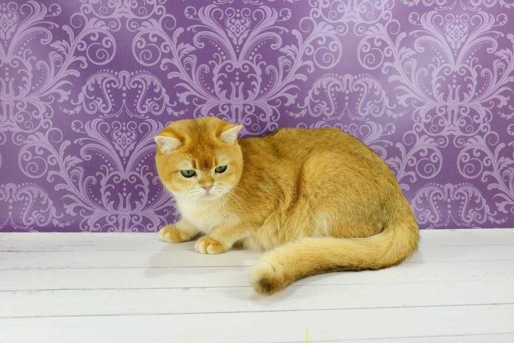 Чудесная золотая британская кошечка с прививками