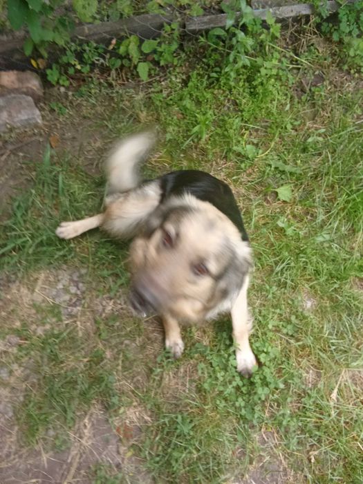 Отдам бесплатно суку 2года и  щенка 7 месяцев.