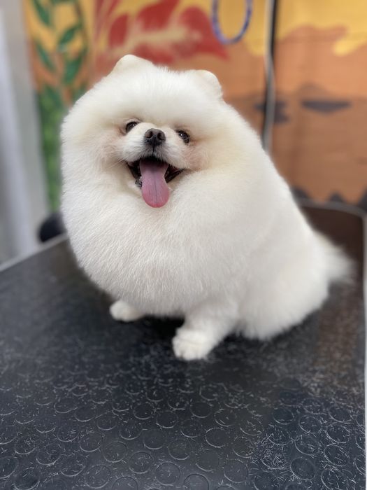 Стрижка собак и котов.Грумер.Груминг, тримминг Буча, Ирпень