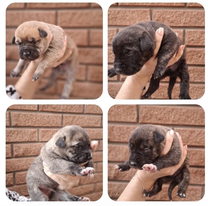 Щенки Испанский Алано.Канадский дог. Метис