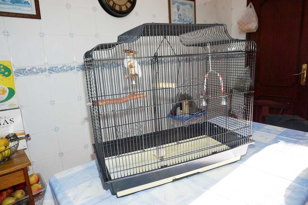 Gaiola Preta Grande Esquilos ou Pássaros