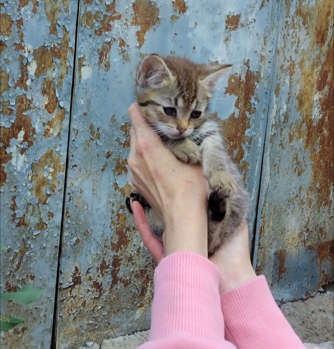 Допоможіть спасти манюню та знайти сім'ю дівчинкі!