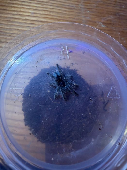 Caribena versicolor l2