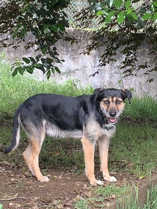 Cães para adoção