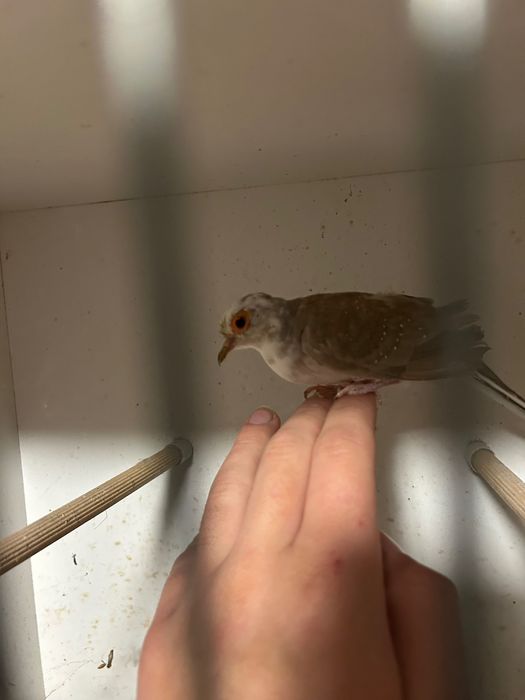 Gołąbki diamentowe szeki