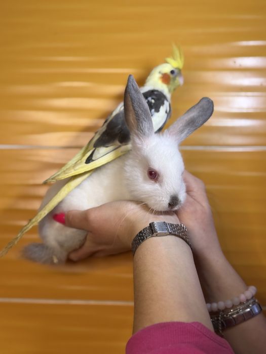 Декоративний карликовий кролик, ручні кроленята