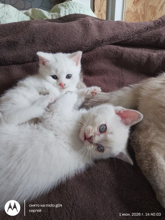 Продам блакитнооких  кошенят британска короткошерстна