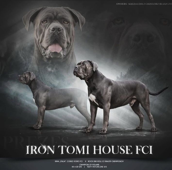 Cane Corso Italiano FCI