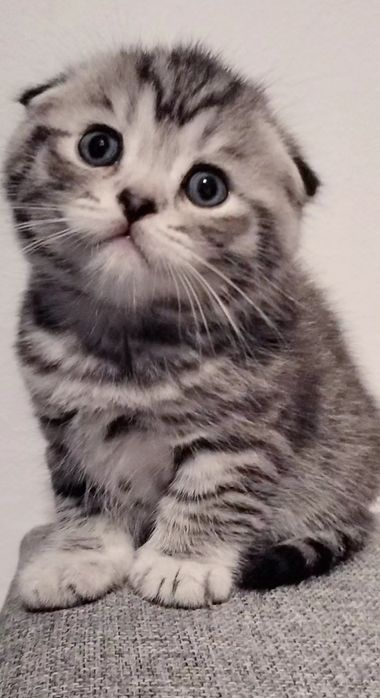 Macho Scottish fold