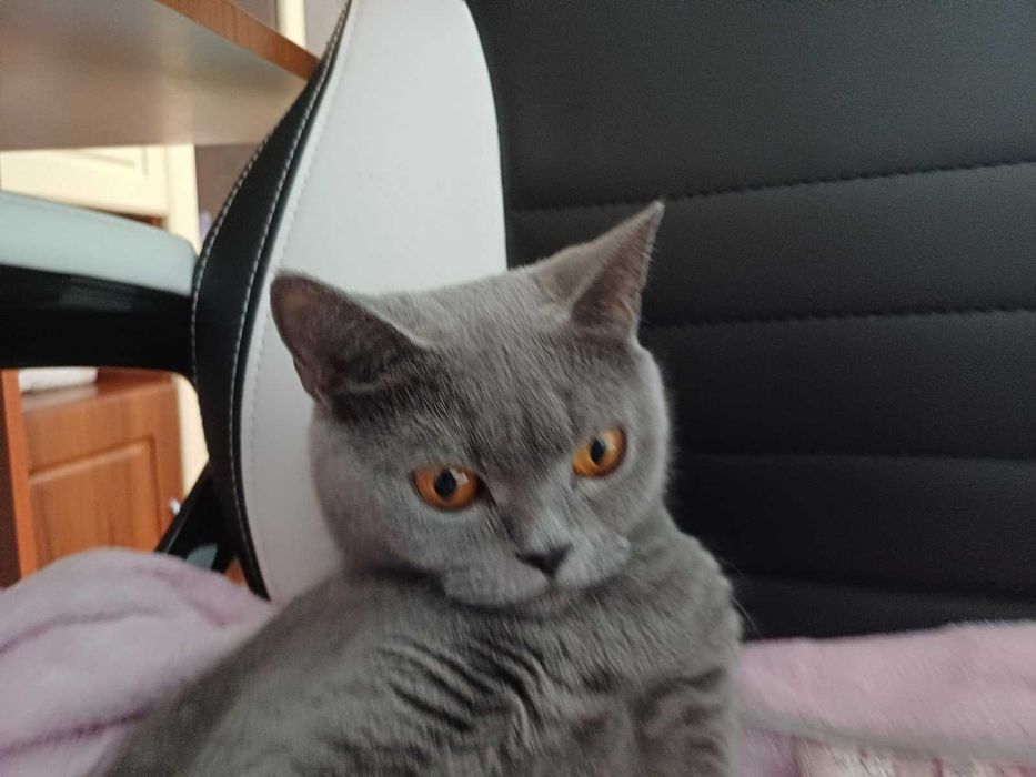 Шукаю кота для вязки.