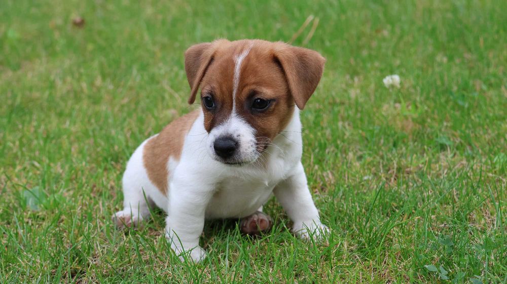 Uroczy Piesek - Jack Russell Terrier z hodowli "BREFIO"/ bada. genet./odbiór