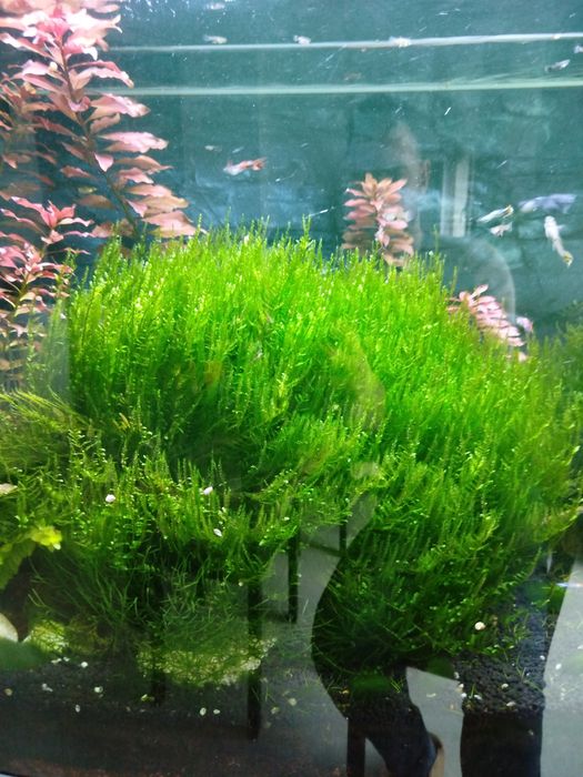 Musgo de Java -Qualidade